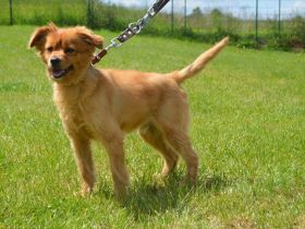 RISCHO, Spitz/Sheltie Mischling (kastriert) SGB 175,00 €