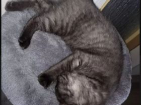 Weibliches BKH Kätzchen in liebevolle Hände abzugeben