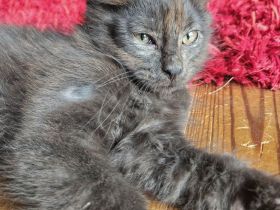 Kitten Mix Norwegische Waldkatze / BKH