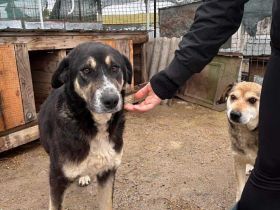 Aria sucht ihr Für-immer-Zuhause