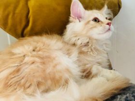 Maine Coon Traumkitten 🥰