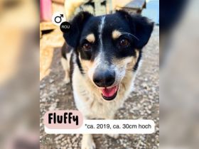 FLUFFY möchte dein herz erobern