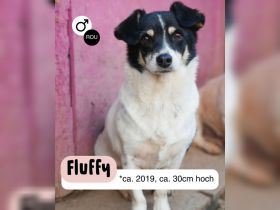 FLUFFY möchte dein herz erobern