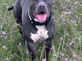 Mischling Hündin 1,5 jahre alt