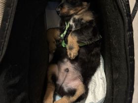 Gesucht wird das perfekte Zuhause für meinen Billy