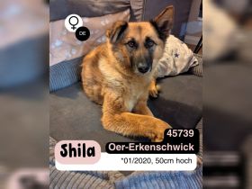 Ruhige SHILA sucht treue Begleiter