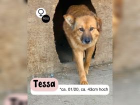 Sanfte TESSA sucht Dich