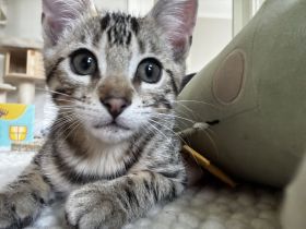 Bengal Mix 3 Kätzchen Kitten nähe südlich Berlin