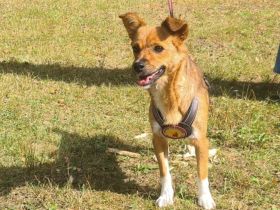 Kleine, umgängliche Josepha sucht ihre Menschen