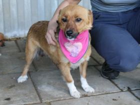 Kleine, umgängliche Josepha sucht ihre Menschen