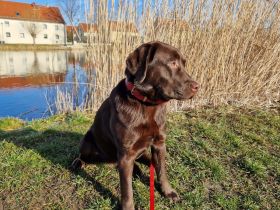 Labrador Retriever (braun) Deckrüde gesucht