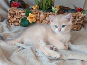 Bkh kitten Stammbaum blue & lilac golden