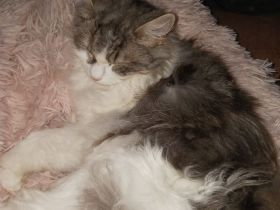 Kurilian Bobtail Kitten abzugeben