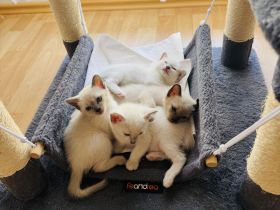 Siam Kitten Blue Point zu verkaufen