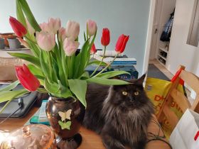 Reinrassige typvolle Maine Coon Kitten
