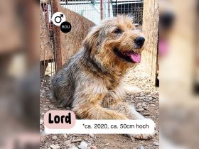 Liebevoller und aktiver LORD