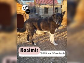 Zurückhaltender KASIMIR