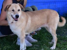 Arme Hundeseele Silvana