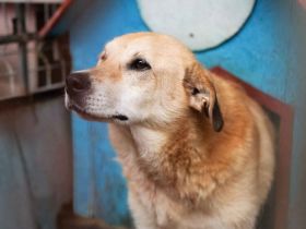 Arme Hundeseele Silvana