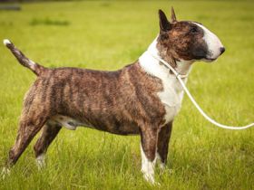 Miniatur Bullterrier FCI Vanilla Bulls