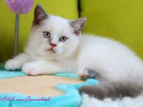 Britischkurzhaarbabys mit Stammbaum