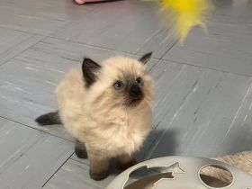 sibirische Neva Masquarade Kitten