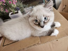 sibirische Neva Masquarade Kitten