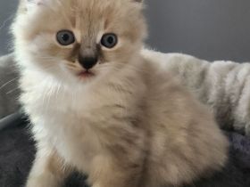 sibirische Neva Masquarade Kitten