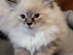 Reinrassige sibirische Katzen, Neva Masquarade Kitten