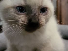 sibirische Katzen, Neva Masquarade Kitten