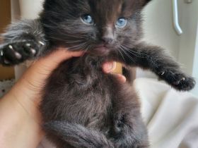 sibirische Katzen, Neva Masquarade Kitten