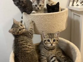 Wunderschöne Britisch Kurzhaar Kitten abzugeben