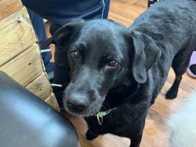 Pinscher Labrador mix