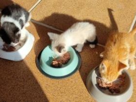 Yuuto, Shanti und Shari