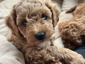 Maltipoo Rüde aprikot