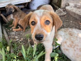 Kleine Pfoten, großes Herz - Welpen suchen ihr Zuhause🐶🏡