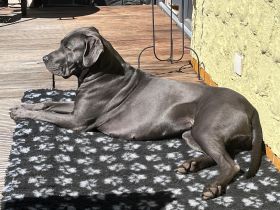 Saupacker-Welpen Wurf vom 01.06.2025 – Jetzt Termin zum Kennenlernen vereinbaren