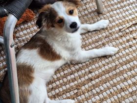 Zuckersüsse Malteser Kokoni Welpen suchen ihr Foreverhome