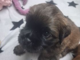 Shitzu Mops Mix Welpen