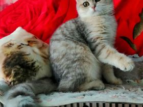 Reinrassige BKH Kitten mit Stammbaum von Champion Eltern SOFORT ABGABEBEREIT 3 Mädchen noch frei