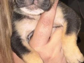 Old English Bulldog Welpen