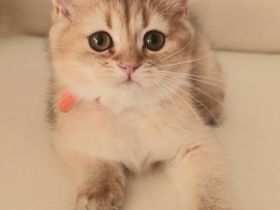 Bkh Black Golden shaded Kätzchen