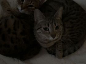 Bengal mix Katzen zu verkaufen !!November 2023 geboren!!