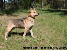 Vincent lieb, etwas schüchtern