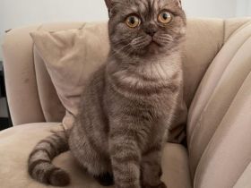 Liebevolles Zuhause für unsere verschmuste Katze gesucht. BKH