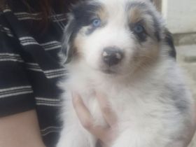 Reinrassige Australien Shepherd Welpen