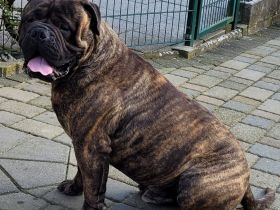Bullmastiff Deckrüde mit Ahnentafel.