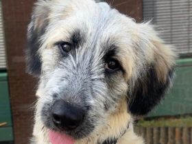 Nanuk sucht ein Zuhause