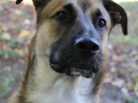 Australien Sheppard Mix 3 Jahre Rüde in erfahrene Hände abzugeben