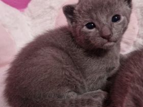 Russisch-blau Kitten